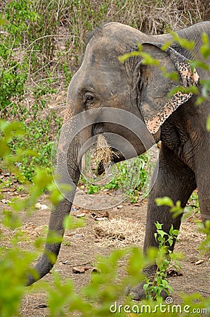 Asian Elephant eating hay