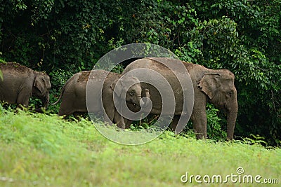 Asian Elephant (Elephas maximus)