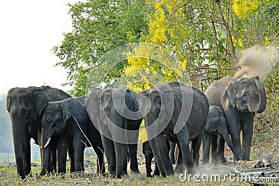 Asian Elephant Herd