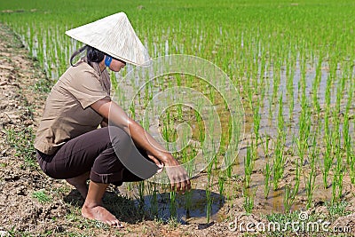 Asian farmer