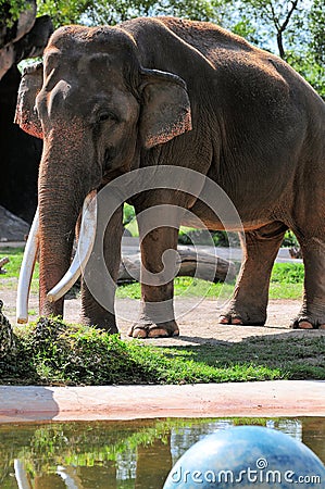 Asian male elephant & blue ball
