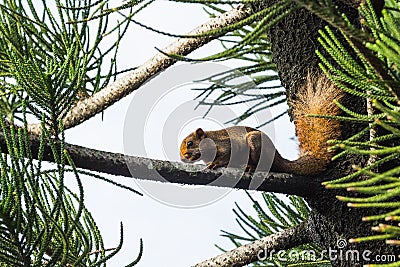 Asian red tree squirrel