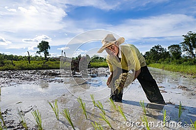 [Image: asian-rice-farmer-15565963.jpg]
