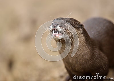 Asian small-clawed otter