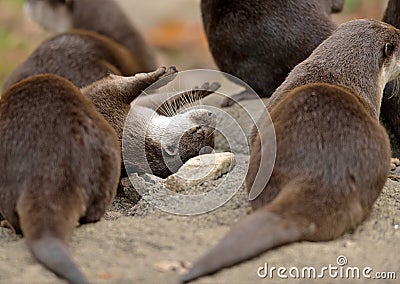 Asian small-clawed otters