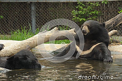 The asiatic black bear relax in basin.