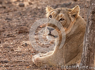 Asiatic lion female