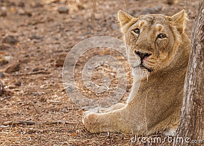 Asiatic lion female