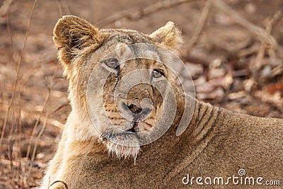 Asiatic lion female