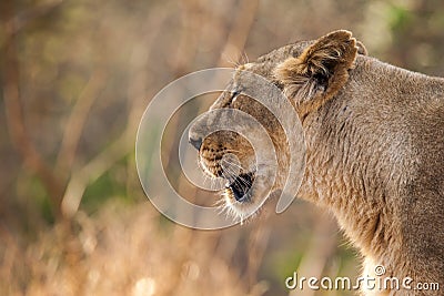 Asiatic lion female