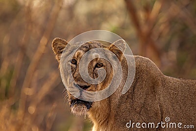 Asiatic lion female