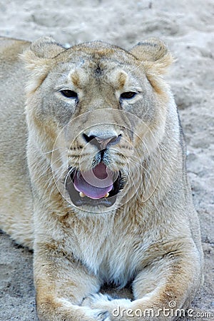 Asiatic lion, female