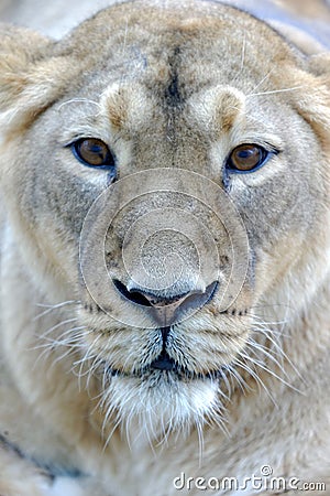 Asiatic lion, female