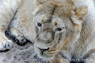 Asiatic lion, female