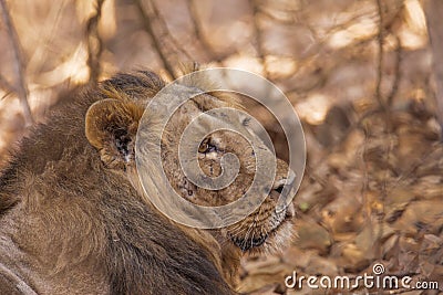 Asiatic lion male injured in teritorial fight