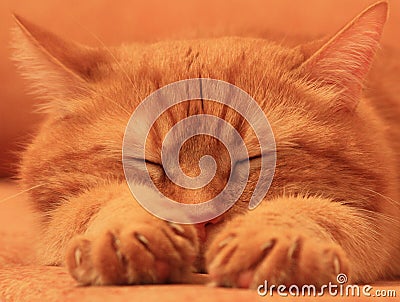 Asleep red cat on an orange background