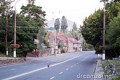 Asphalt road with white markings on city street