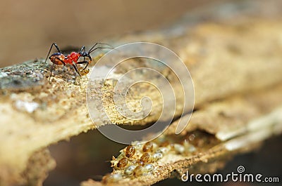 Assassin bug hunt termite