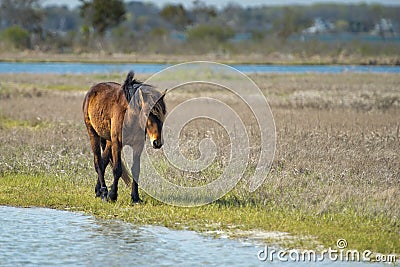 Assateague horse wild pony