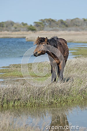 Assateague horse wild pony