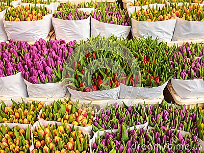 Assortment of colorful tulips in a flower shop