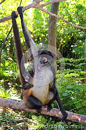 Ateles geoffroyi Spider Monkey Central America