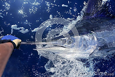 Atlantic white marlin big game sport fishing
