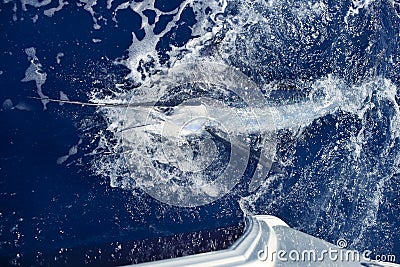 Atlantic white marlin big game sport fishing