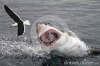 Attack great white shark