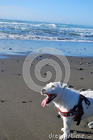 Attentive Jack Russell on the Beach