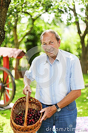 Attractive senior man 70 years old picking cherries in his garde