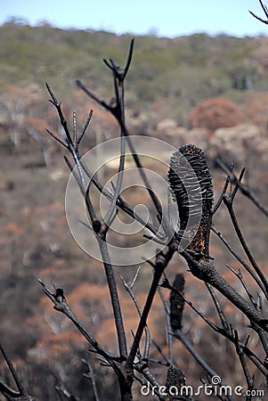 Australia bush fire: burnt banksia seedpods close