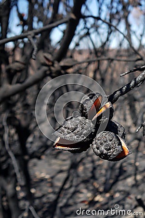 Australia bush fire: burnt hakea seedpods close