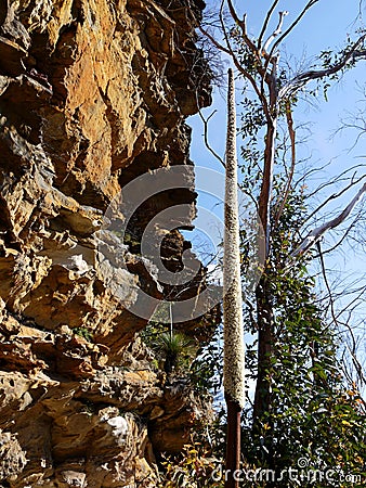 Australia: grass tree flower spike