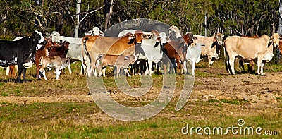 Australian beef cattle