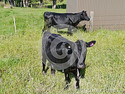 Australian black cows