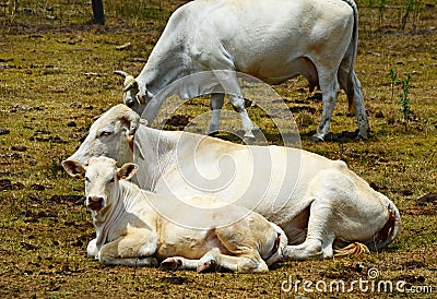 Australian Brahman cow & calf resting in paddock