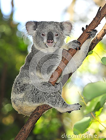 Australian common koala bear australia