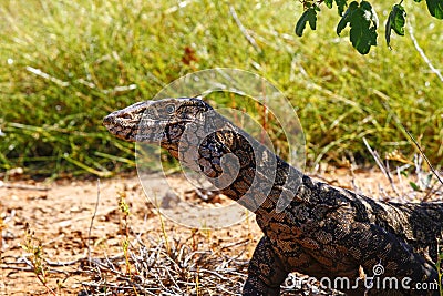 Australian Goanna/Lace Monitor (Varanus varius)