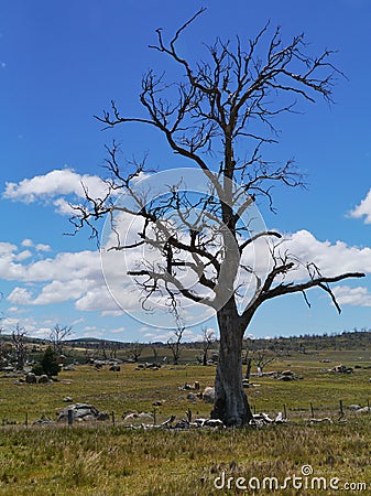 Australian landscape opposite a blue sky