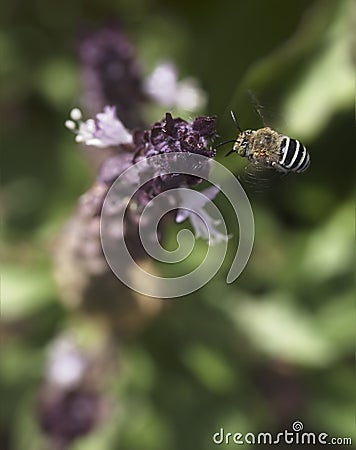 Australian native bee Amagilla flying