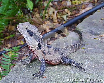 An Australian reptile