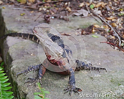 An Australian reptile