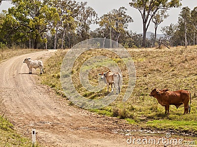 Australian rural country road scene