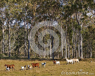 Australian Rural Scene Gum Trees and Cows