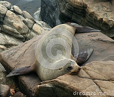 An Australian sea lion rests on the rocks