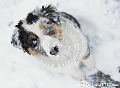 Australian shepherd puppy