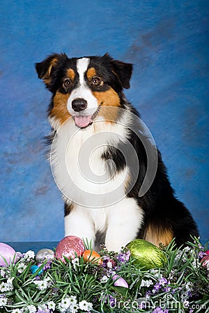 Australian Shepherd dog with easter eggs