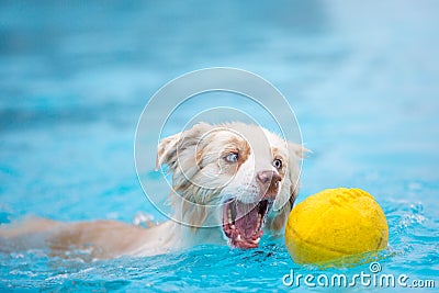 Australian Shepherd Dog Grabbing Football in the Water