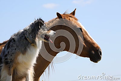 Australian Shepherd dog with a horse